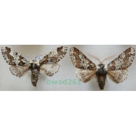 Biston strataria (Hufnagel, 1767) pair Czech4